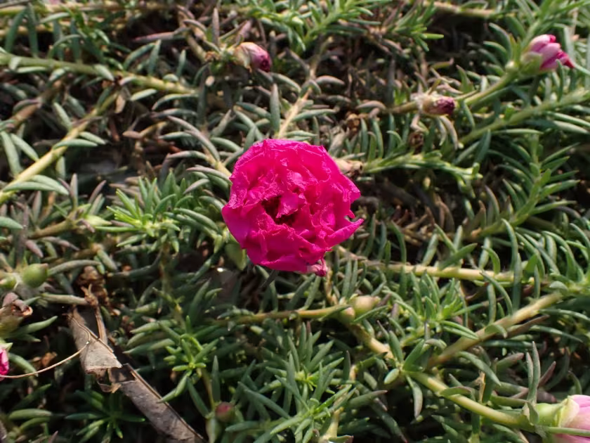 Portulaca grandiflora