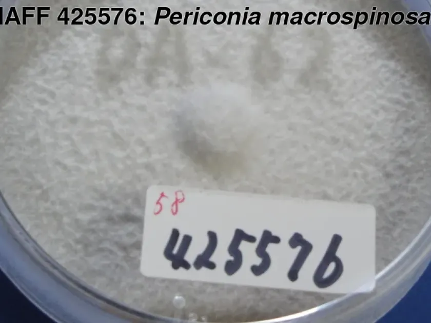 Periconia macrospinosa
