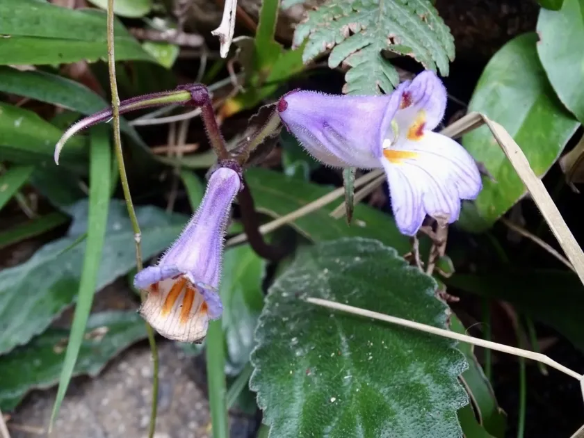 Primulina dryas