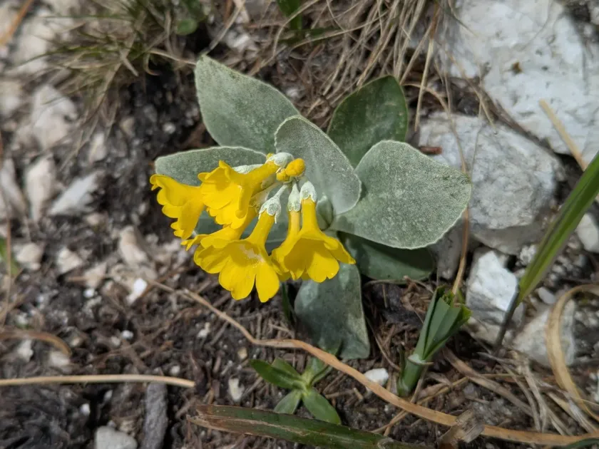 Auricula
