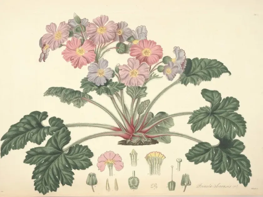 Chinese primrose
