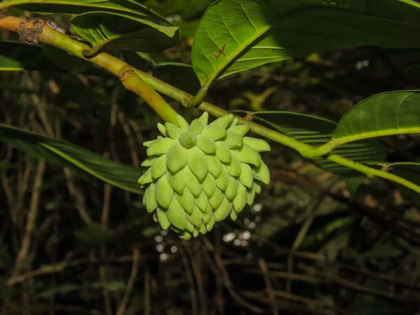 Annona mucosa
