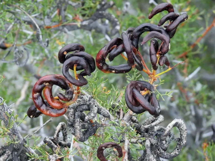 Neltuma denudans