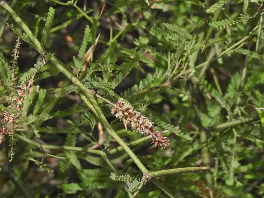 Prosopis elata