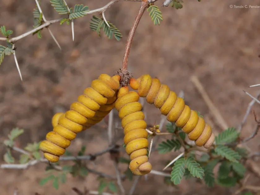 Prosopis reptans