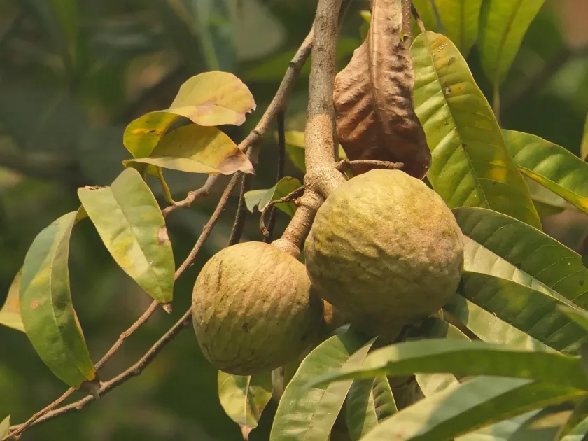 Custard apple