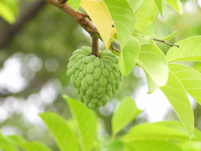 Sugar apple