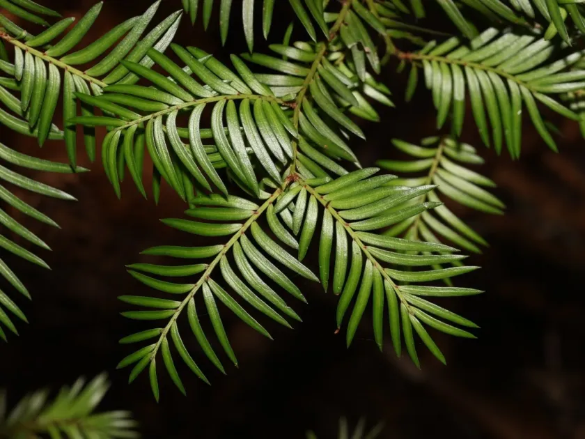 Prumnopitys ferruginea