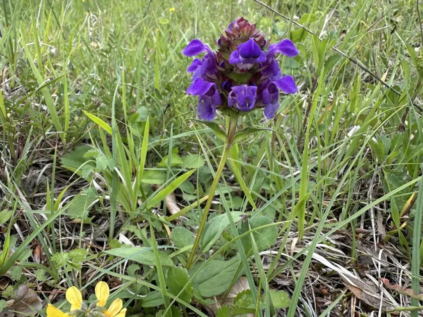 Large-flowered self-heal