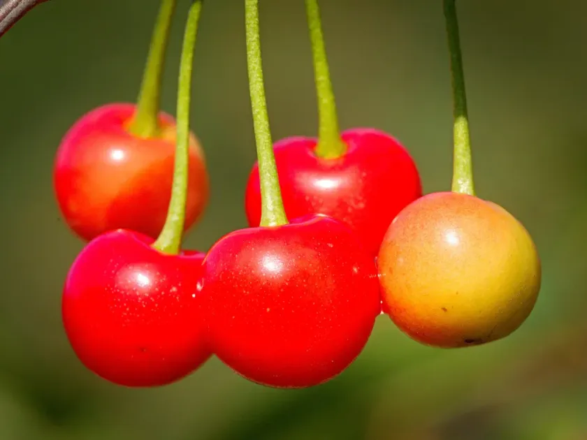 Duracina cherry