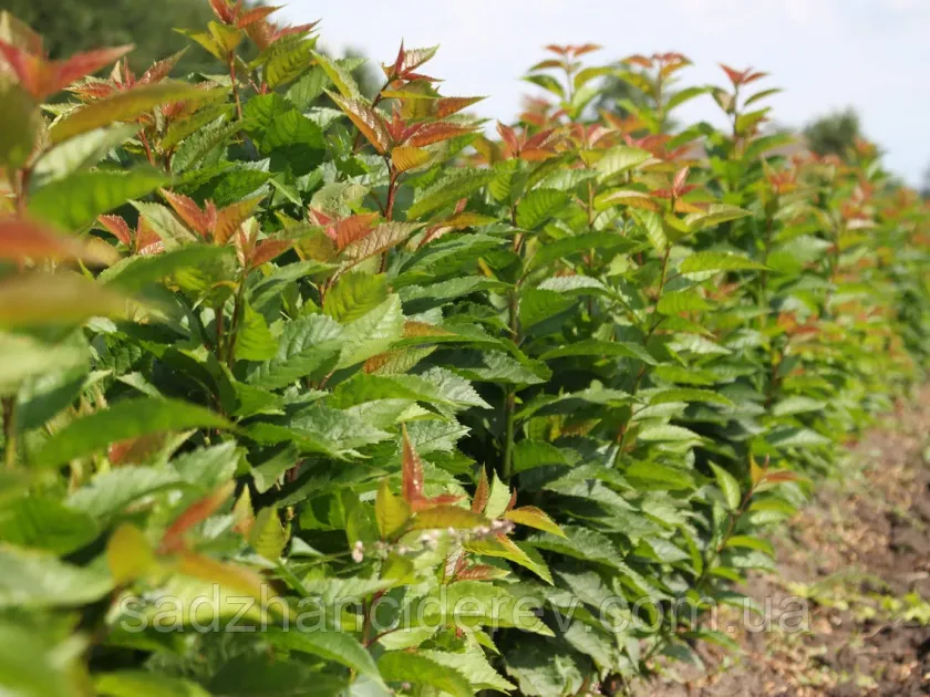 Hybrids of sweet cherry and Prunus pseudocerasus