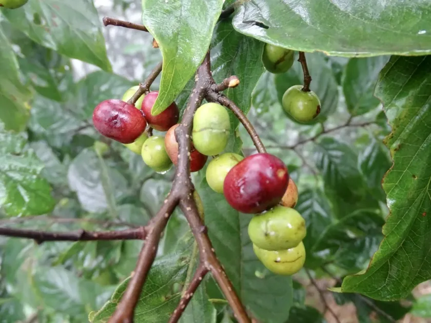 Tree cherry