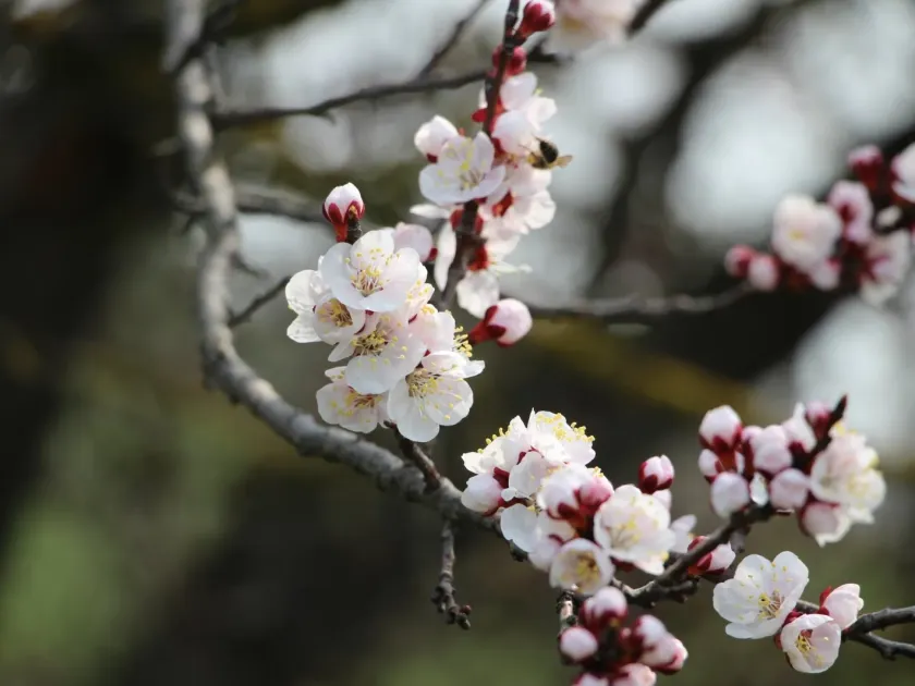 Apricot