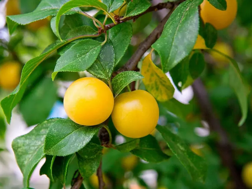 Plum hybrids