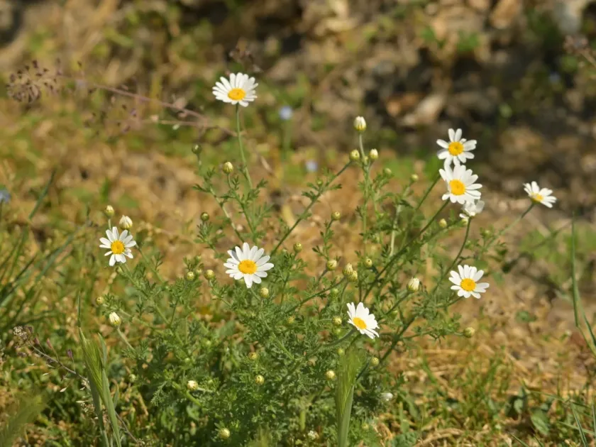 Austrian chamomile