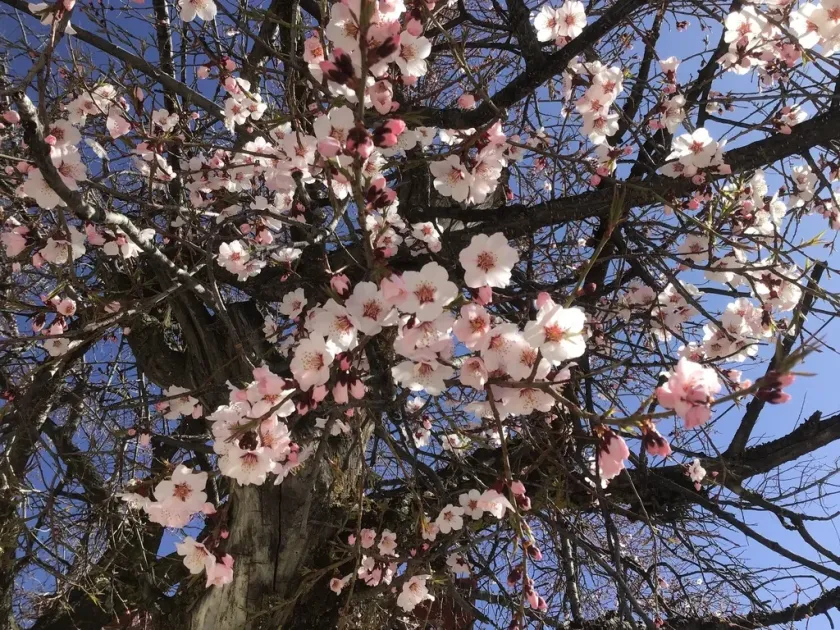 Smooth-pit plum