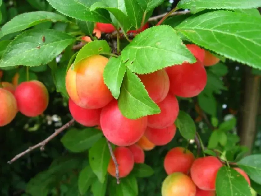 Hybrids of apricot, cherry plum and Bessey cherry