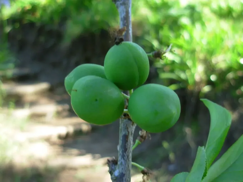 Japanese plum
