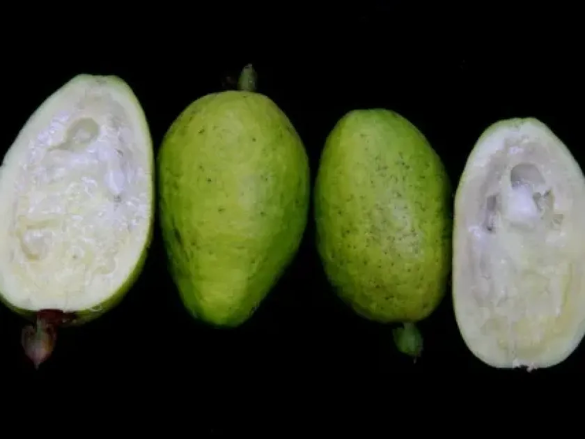 Psidium acutangulum