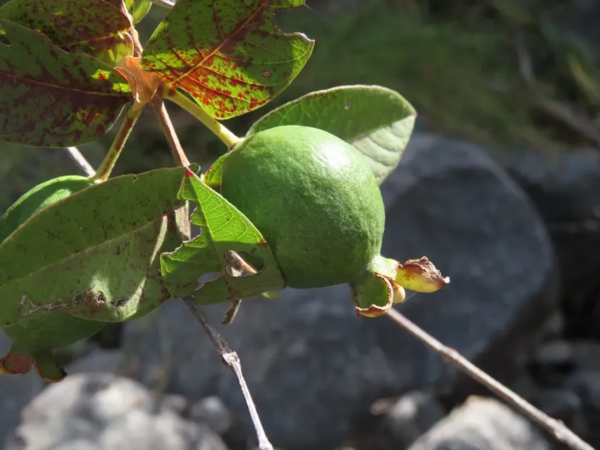 Common guava