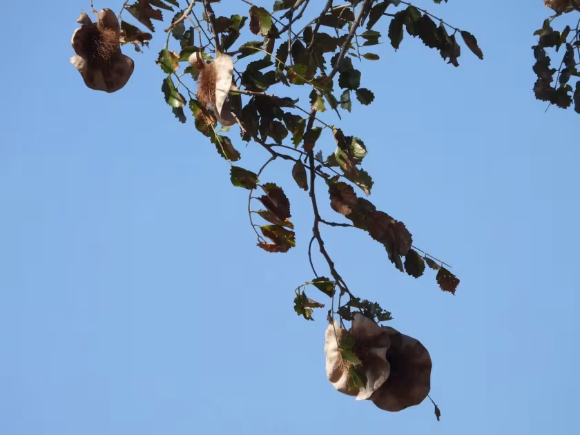 Pterocarpus angolensis