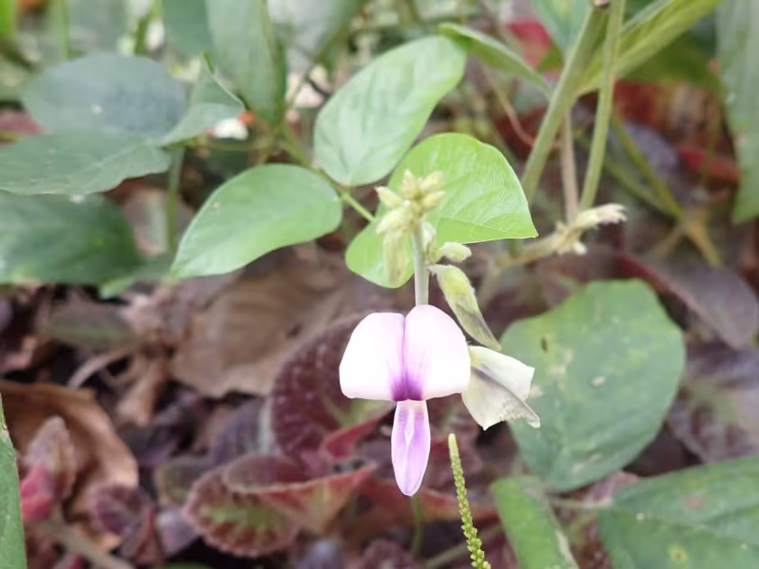 Pueraria phaseoloides