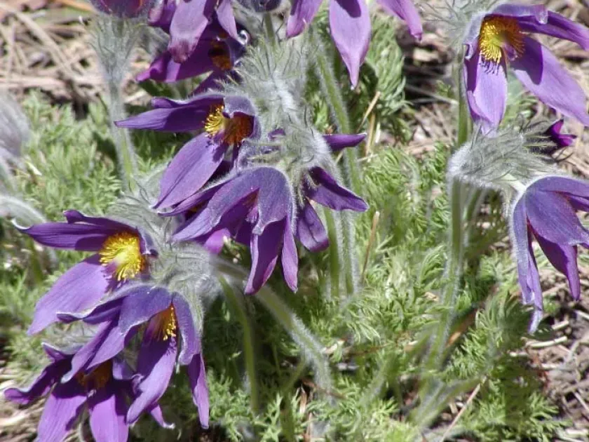 Pulsatilla tongkangensis