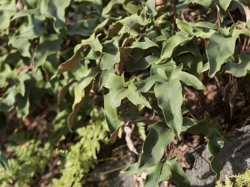 Pyrrosia hastata