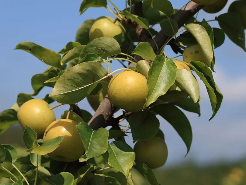 Hybrids of common and Ussurian pear