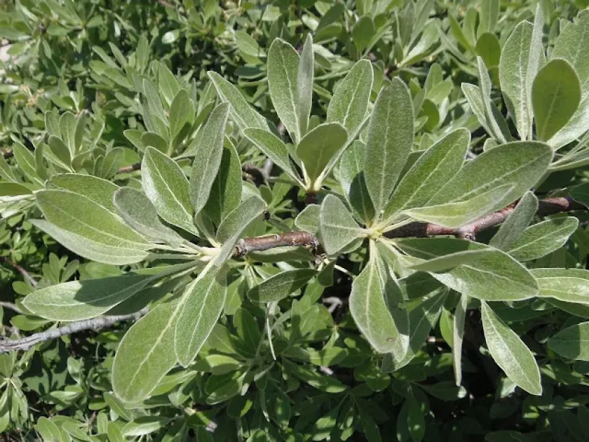 Oleaster-leaved pear