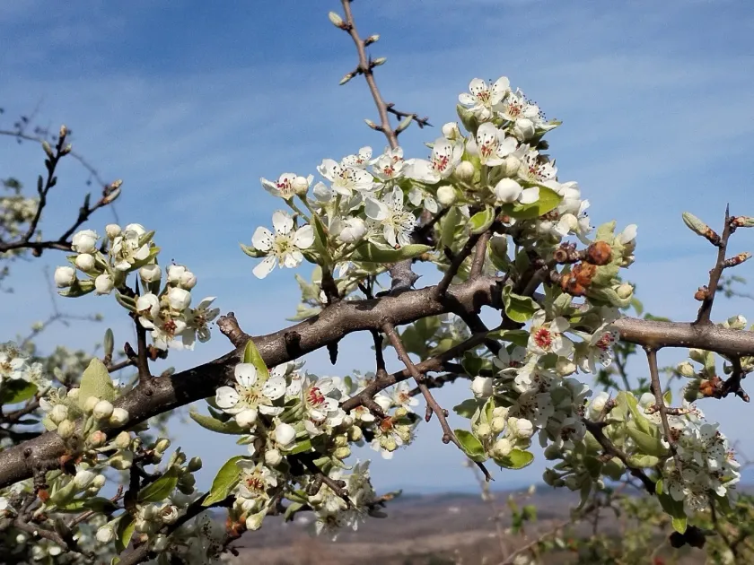 Almond-leaved pear