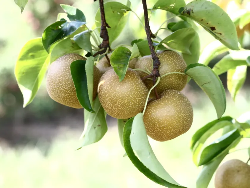 Hybrids of Pyrus pyrifolia and Pyrus ussuriensis