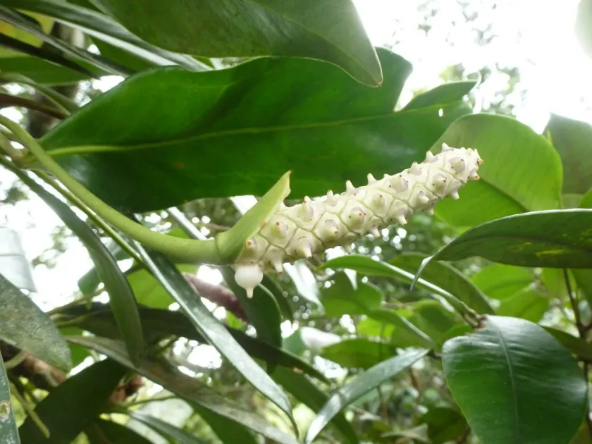 Anthurium obtusum