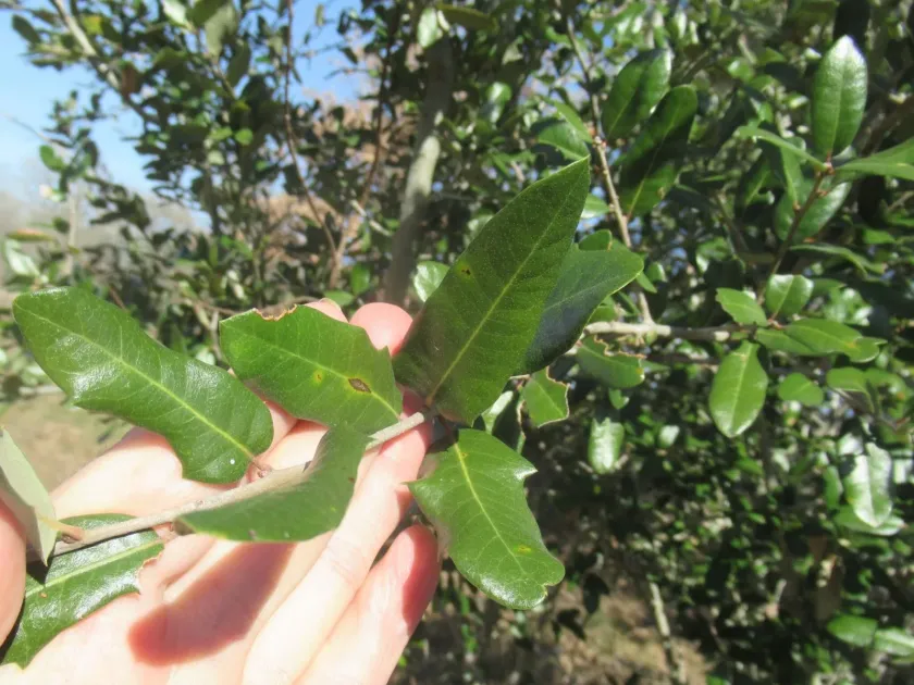 Escarpment live oak