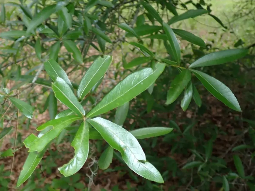 Upland willow oak