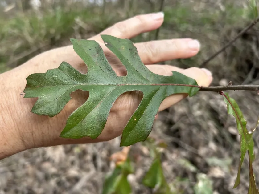 Overcup oak