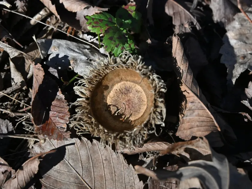 Bur oak