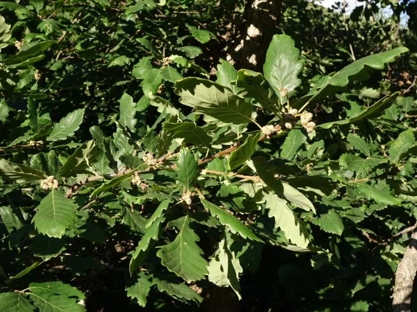 Persian oak
