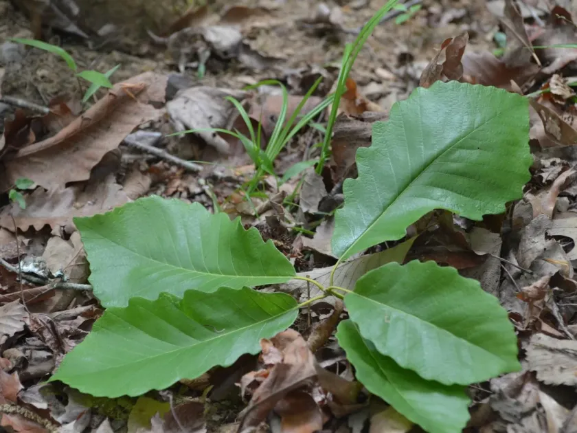 Swamp chestnut oak