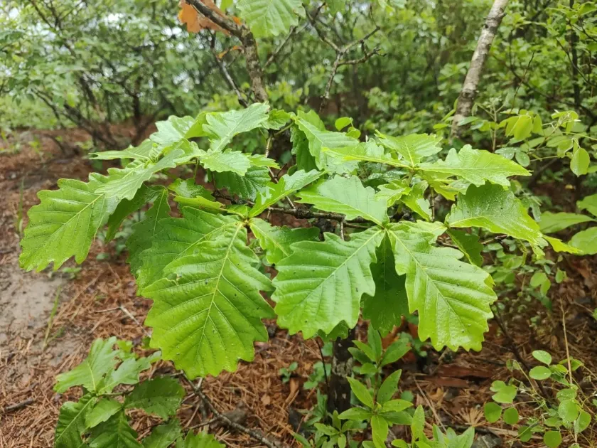 Mongolian oak