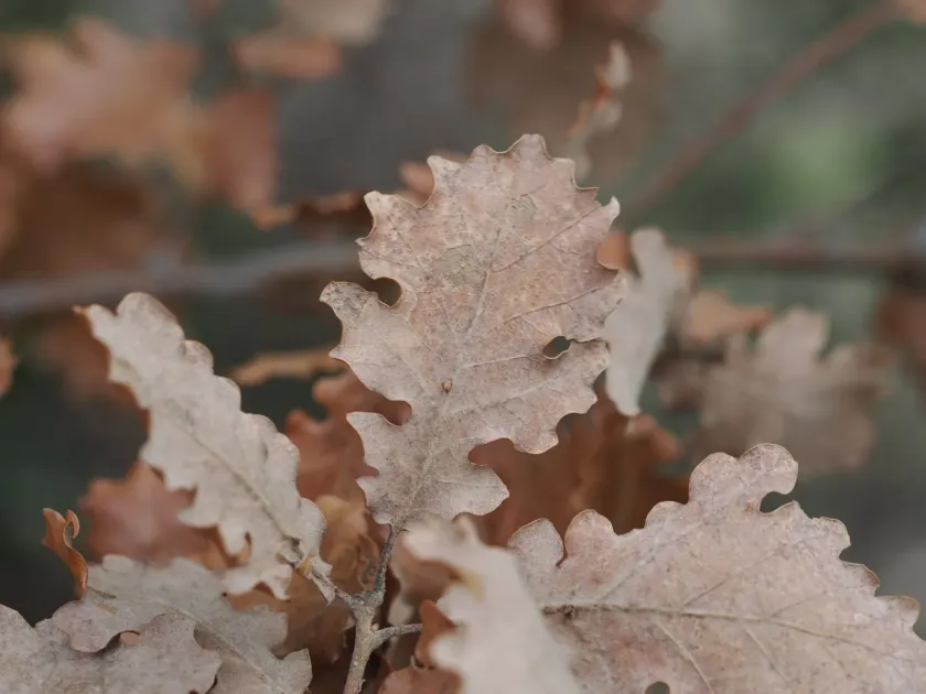 Downy oak
