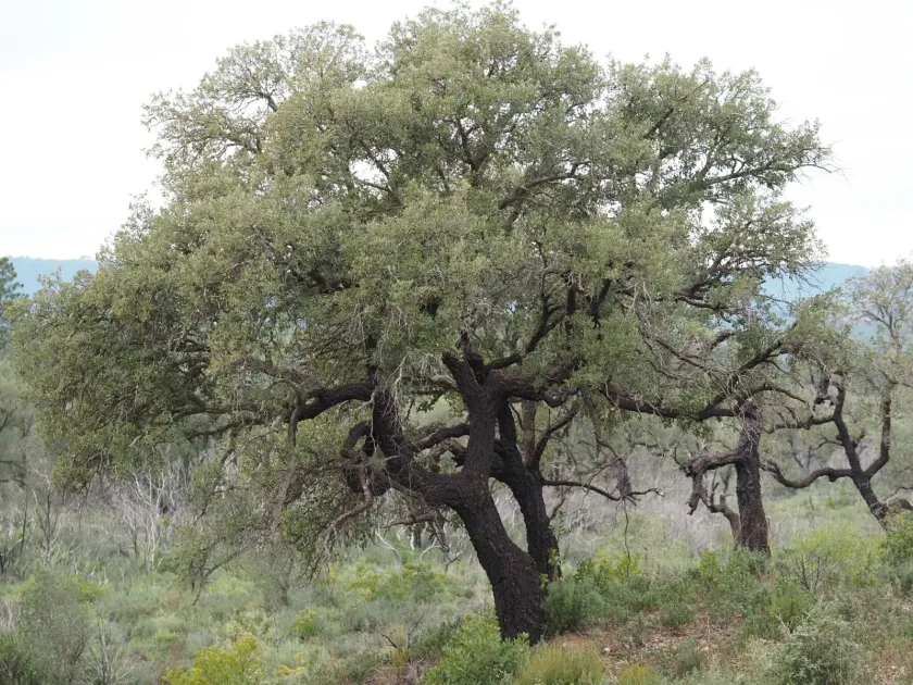 Cork oak