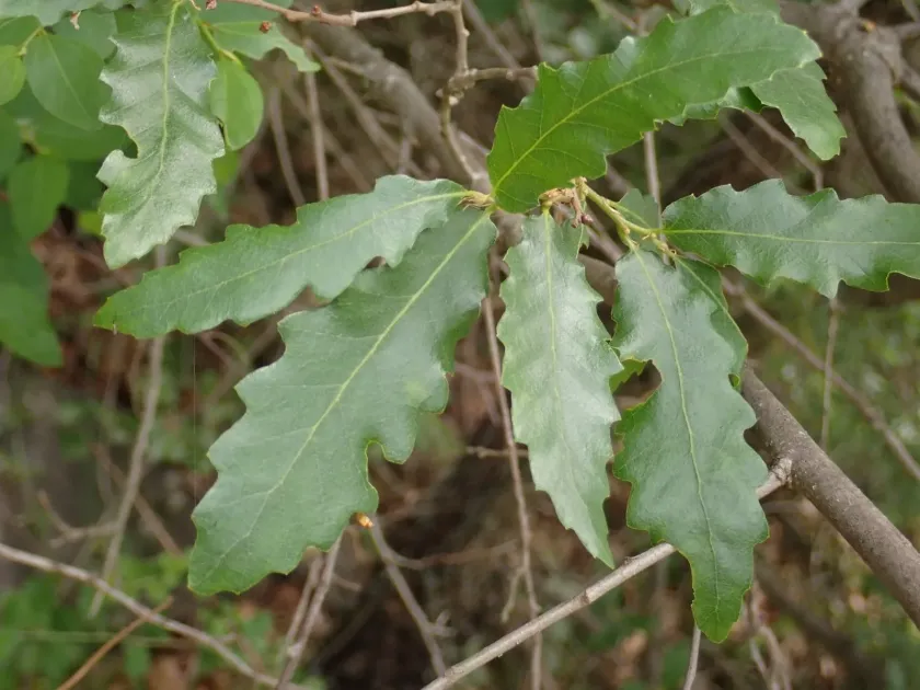 Trojan oak