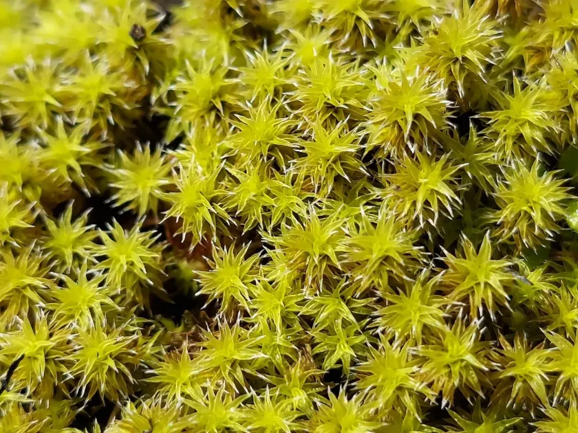 Racomitrium japonicum