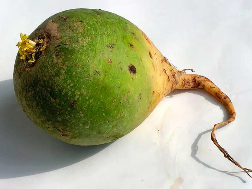 Chinese radish