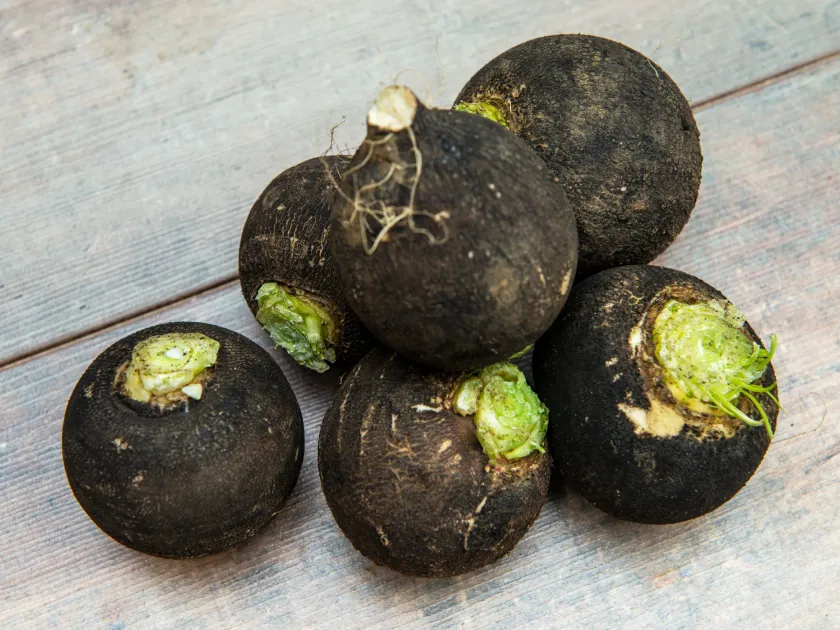 Black radish