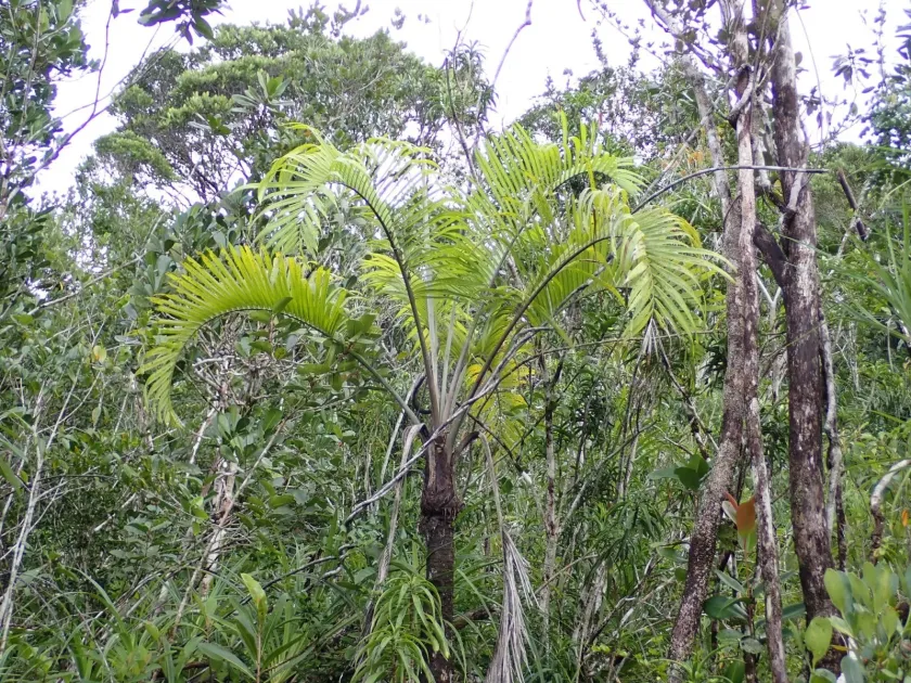 Ravenea sambiranensis