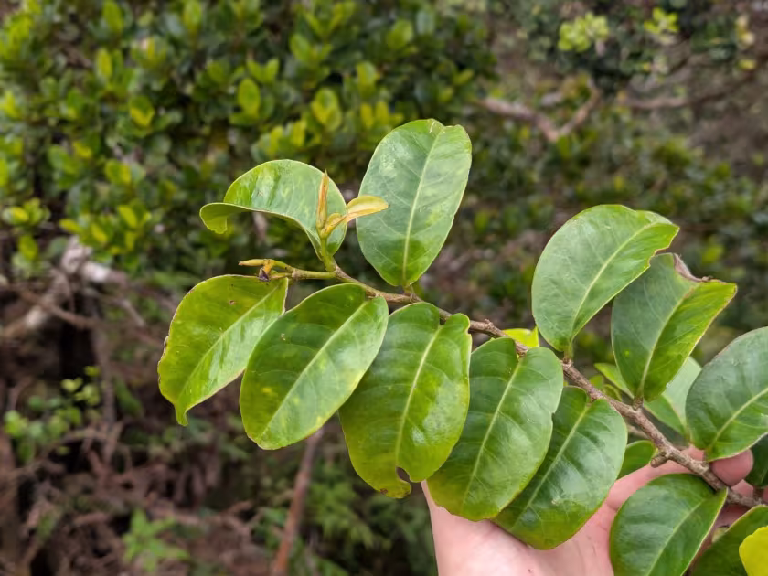 Antidesma platyphyllum