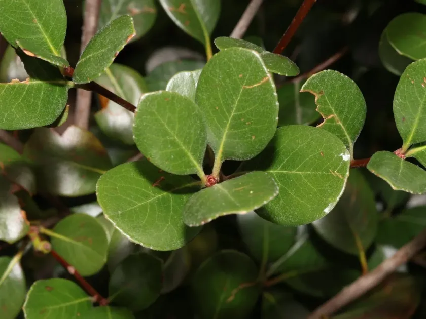 Yeddo hawthorn