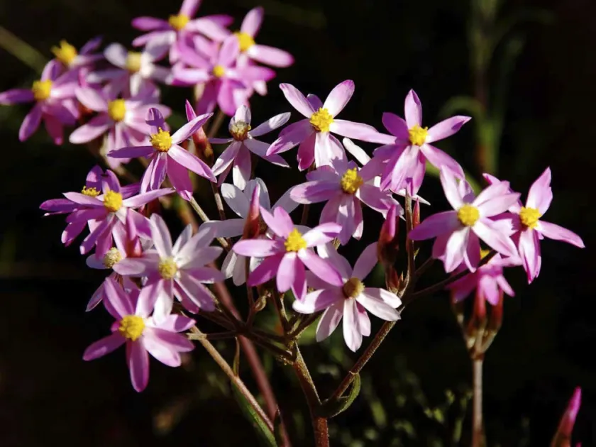 Rhodanthe humboldtiana